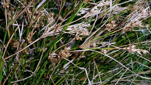 Juncus tenuis, photograph 4