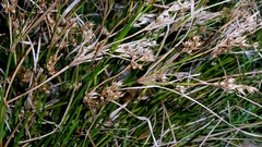 author not stated, no rights reserved Juncus tenuis, photograph author not stated, no rights reserved