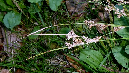 Juncus tenuis, photograph 5