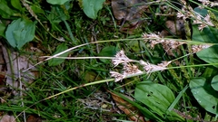 author not stated, no rights reserved Juncus tenuis, photograph author not stated, no rights reserved