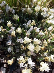 Astragalus spatulatus