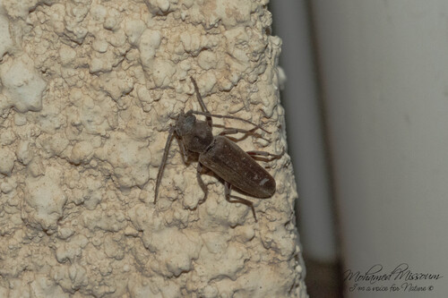 Burnt pine longhorn