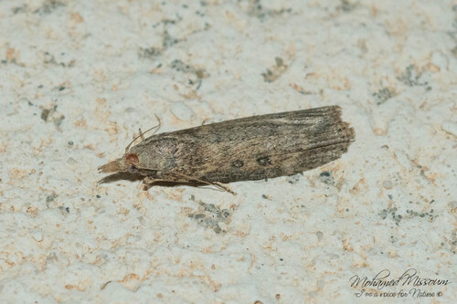 Theresian Moth