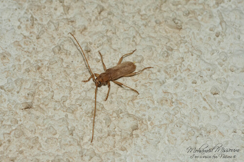 Stromatium auratum