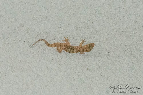 Mediterranean House Gecko