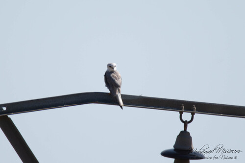 Black-winged Kite