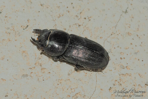 Dorcus musimon