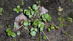 author not stated, no rights reserved Nasturtium officinale, photograph author not stated, no rights reserved