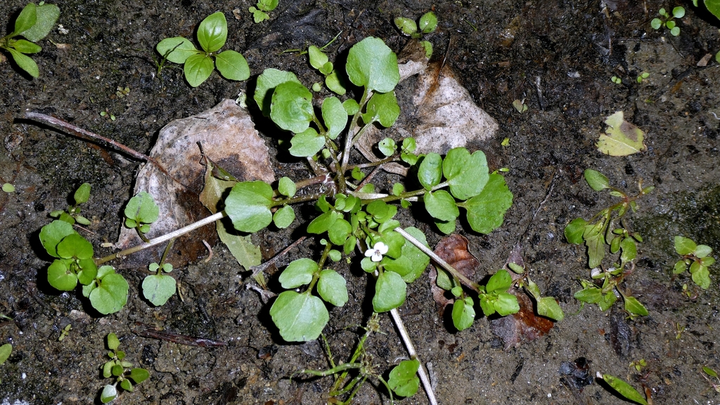 Nasturtium officinale; photograph author not stated, no rights reserved