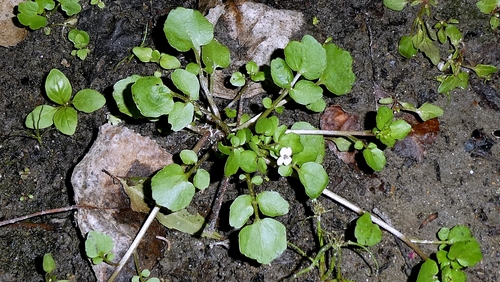 Nasturtium officinale, photograph 5