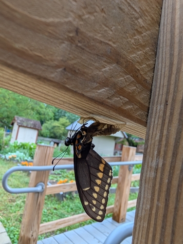Black Swallowtail