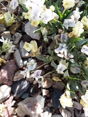 Astragalus spatulatus