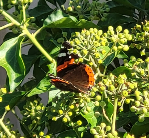 Red Admiral