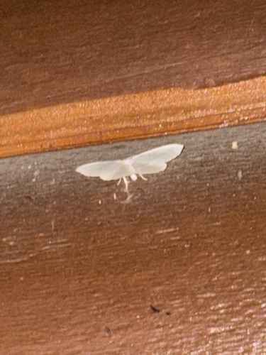 Pale Beauty