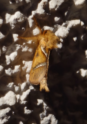 Orange Swift
