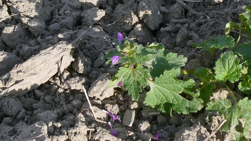 Lamium hybridum, photograph 1