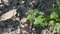 Lamium hybridum