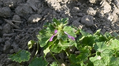 author not stated, no rights reserved Lamium hybridum, photograph author not stated, no rights reserved