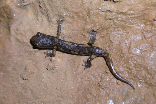 Ambrosi's Cave Salamander, La Spezia, Liguria, IT, photo 10 of 10