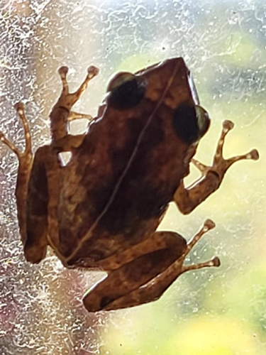 Common Coqui