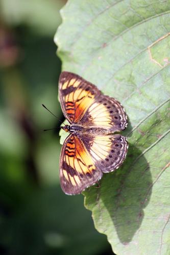 Little Pansy