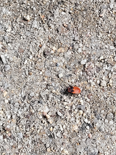 European Firebug