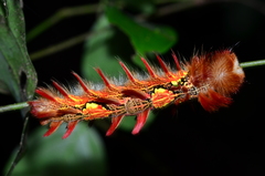 Morpho deidamia deidamia