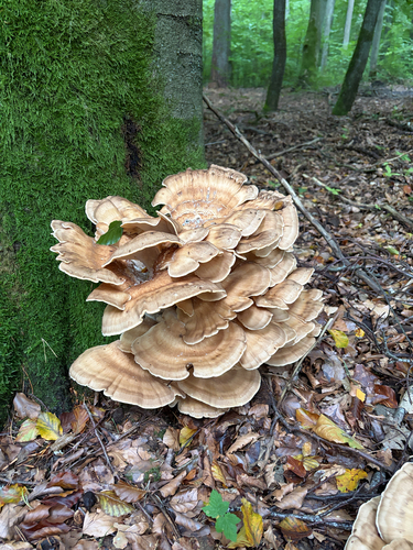 Giant Polypore