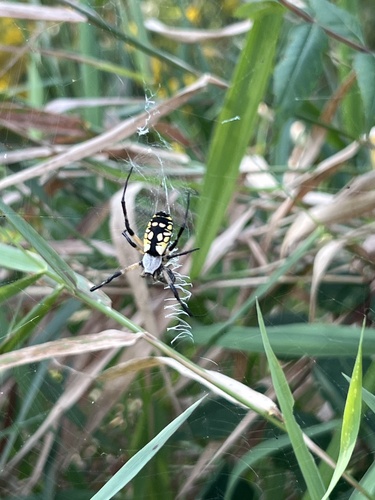 Yellow Garden Spider