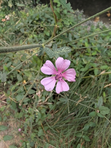 Althaea cannabina, photograph 2