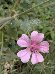 Althaea cannabina, photograph author not stated, no rights reserved