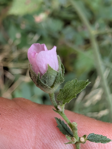 Althaea cannabina, photograph 4