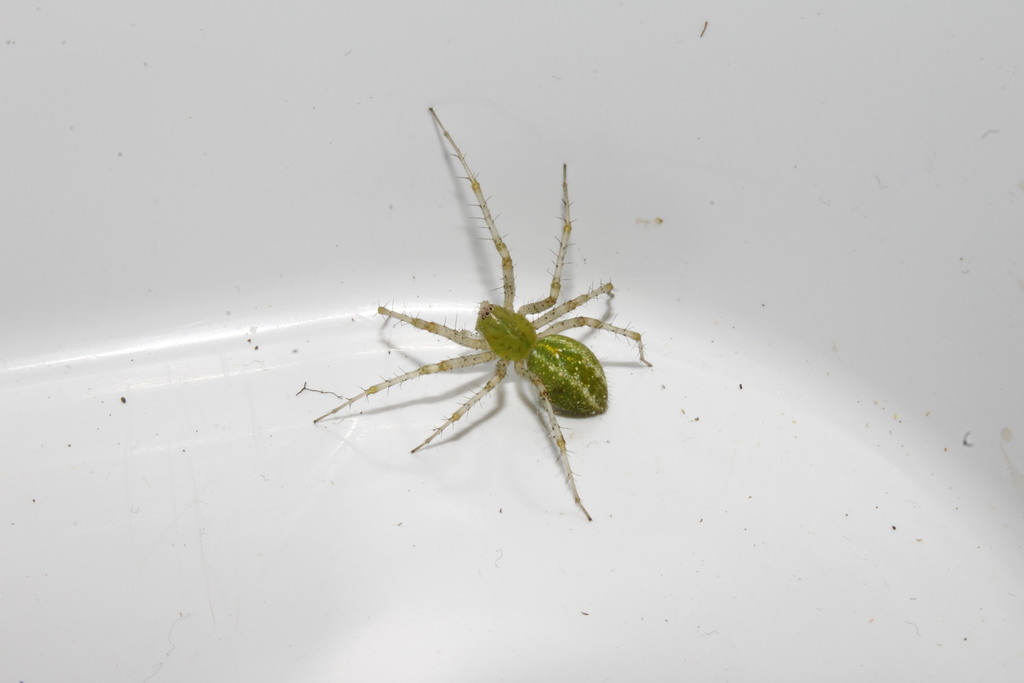 Peucetia arabica