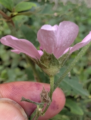Althaea cannabina, photograph author not stated, no rights reserved