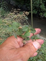 Althaea cannabina, photograph author not stated, no rights reserved