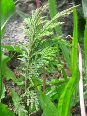 Cupressus × leylandii