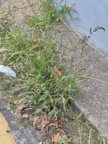 barnyardgrass