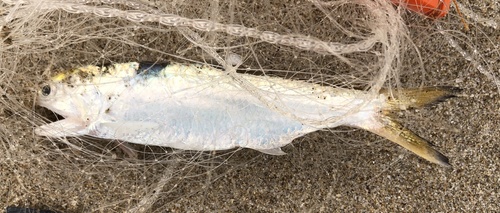Malabar anchovy (Thryssa malabarica) — Engraulidae