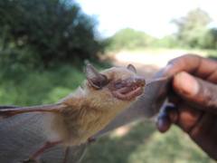 Nycticeinops schlieffenii
