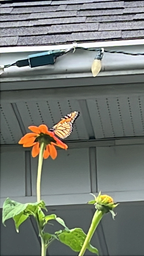 Monarch