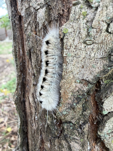 Hickory Tussock Moth
