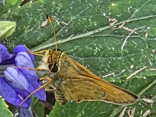 Huron Skipper
