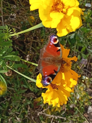 European Peacock Butterfly