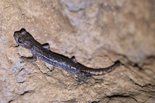 Ambrosi's Cave Salamander, La Spezia, Liguria, IT, photo 5 of 10