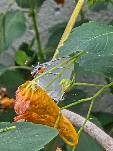 Gray Hairstreak