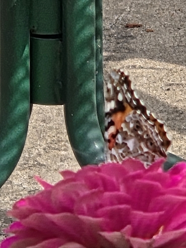 Painted Lady