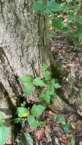 eastern poison ivy