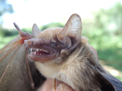 Nycticeinops schlieffenii