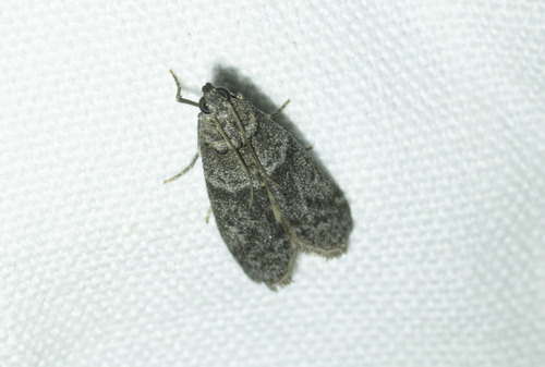 Locust bean moth