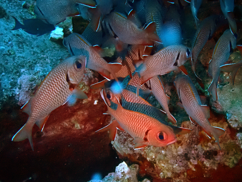 Myripristis, 2026-09-10